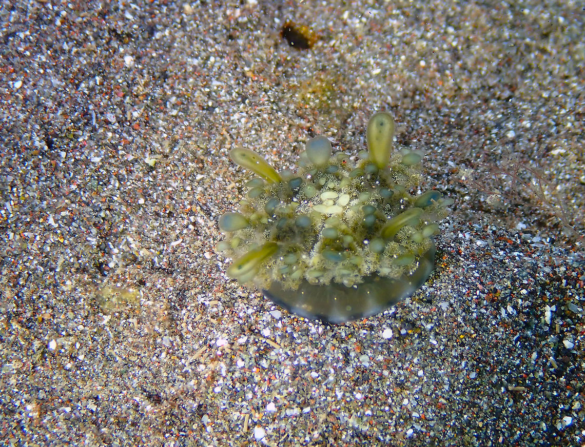 Cassiopea andromeda Rojos, Lembeh.<br />
A tiny jelly upside down in the sand.... Cassiopea andromeda,Geotagged,Indonesia,Spring