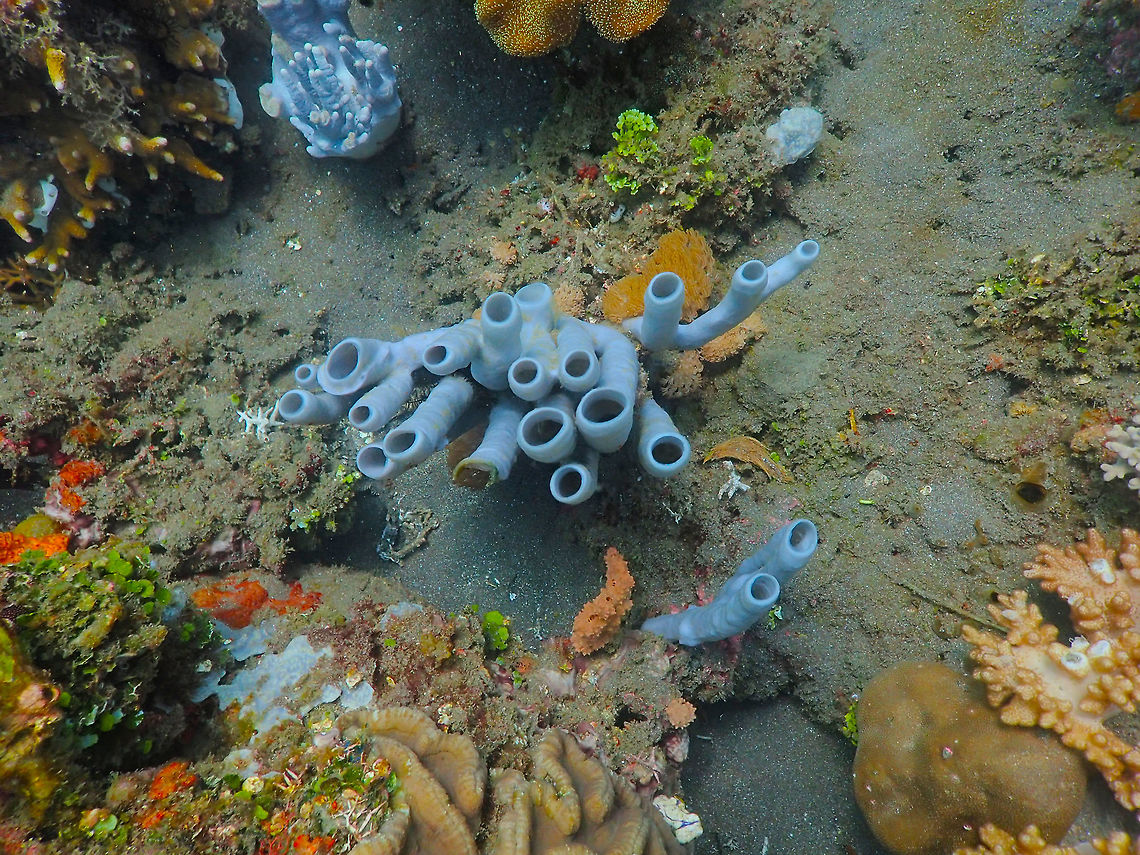 Cribrochalina olemda Rojos, Lembeh. Cribrochalina olemda,Geotagged,Indonesia,Spring,Tube Sponge
