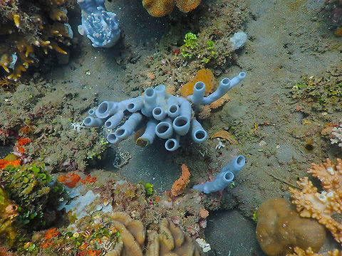 Cribrochalina olemda Rojos, Lembeh. Cribrochalina olemda,Geotagged,Indonesia,Spring,Tube Sponge