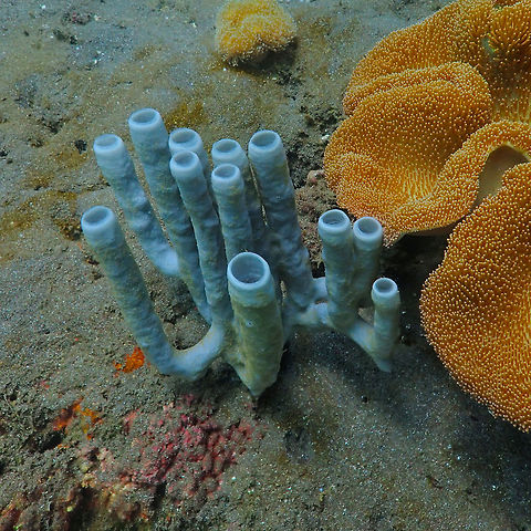 Cribrochalina olemda Rojos, Lembeh. Cribrochalina olemda,Geotagged,Indonesia,Spring,Tube Sponge