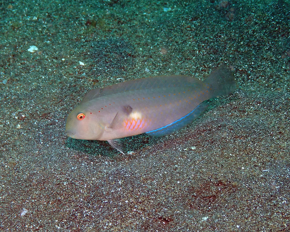 Fivefinger Wrasse - Iniistius pentadactylus Rojos, Lembeh.<br />
It is either a female or a juvenile, as the male has more pronounced red spots in the lateral sides of the head. Geotagged,Indonesia,Iniistius pentadactylus,Iniistius_pentadactylus,Spring