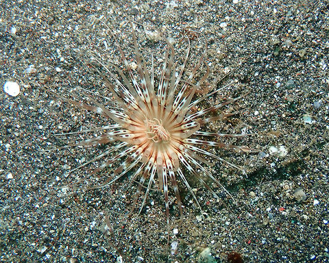 Banded Tube Dwelling Anemone - Pachycerianthus maua Rojos, Lembeh. Banded Tube Dwelling Anemone,Geotagged,Indonesia,Pachycerianthus maua,Spring