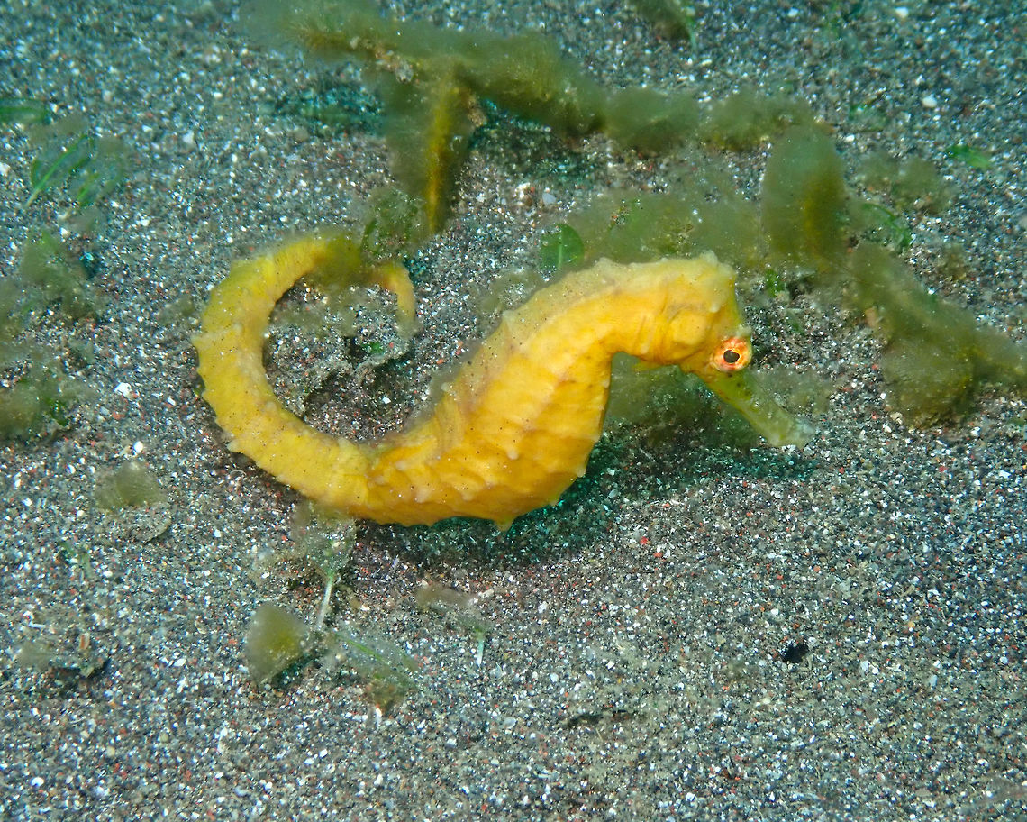 Yellow Seahorse - Hippocampus kuda Rojos, Lembeh.<br />
It is funny because one of common names of the species name is Yellow Seahorse but H. kuda can also exist in other colors&gt;This one seems to be the right color :-) Something I noticed, they move really fast through the sandy floor when they don&#039;t feel like posing :-D Geotagged,Hippocampus kuda,Indonesia,Spring,Yellow seahorse
