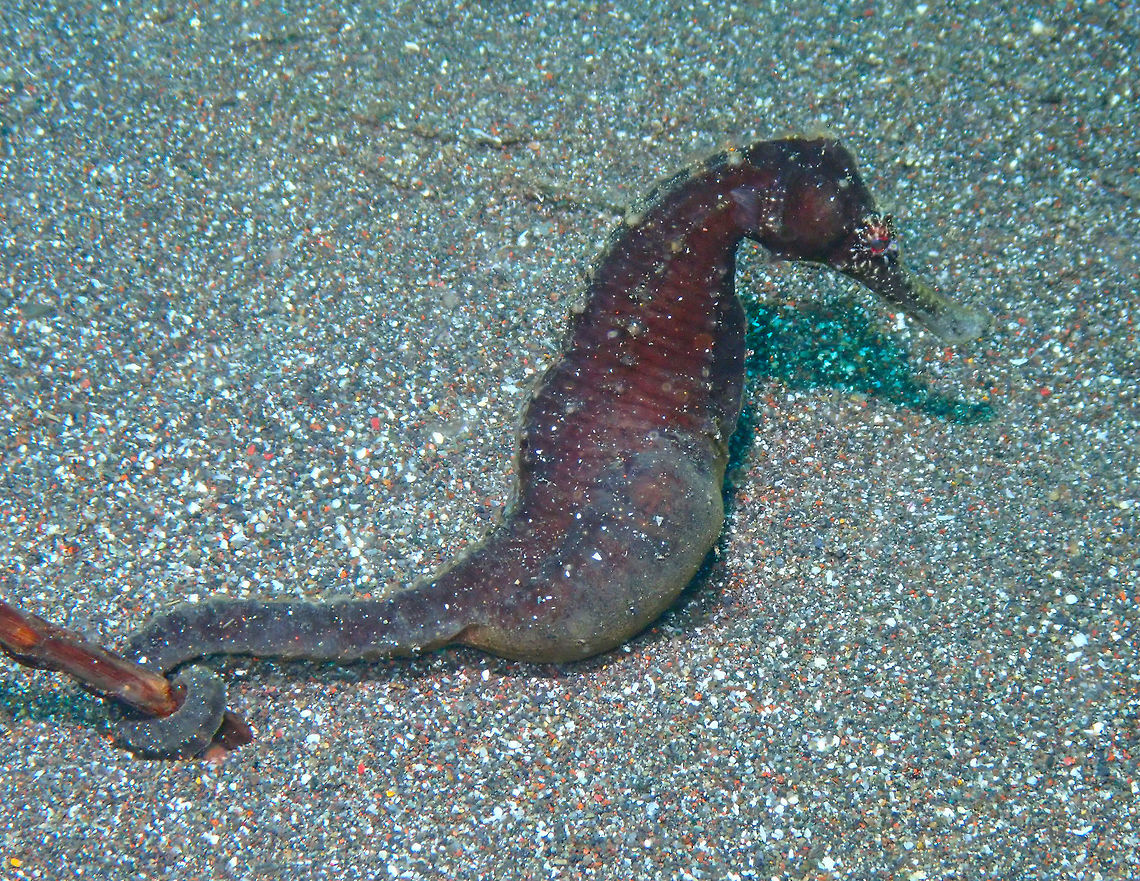 A very pregnant -therefore male- Hippocampus kuda Rojos, Lembeh.<br />
See, here is another probably H. kuda and not yellow :-) Geotagged,Hippocampus kuda,Indonesia,Spring,Yellow seahorse