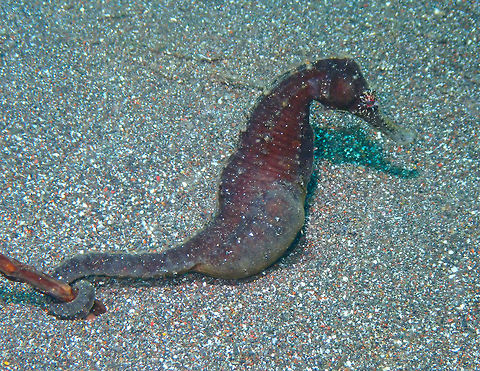 A very pregnant -therefore male- Hippocampus kuda Rojos, Lembeh.
See, here is another probably H. kuda and not yellow :-) Geotagged,Hippocampus kuda,Indonesia,Spring,Yellow seahorse