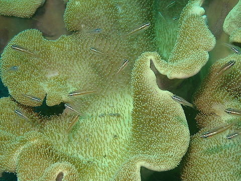 Rifle Cardinalfish - Ostorhinchus kiensis Rojos, Lembeh. They were hiding in leather corals, Sarcophyton sp. Geotagged,Indonesia,Ostorhinchus kiensis,Rifle Cardinalfish,Spring