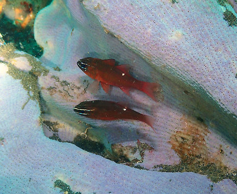 Moluccan Cardinalfish (Apogon moluccensis) Rojos, Lembeh. On top of a Ianthella basta sponge. Apogon moluccensis,Geotagged,Indonesia,Moluccan Cardinalfish,Spring