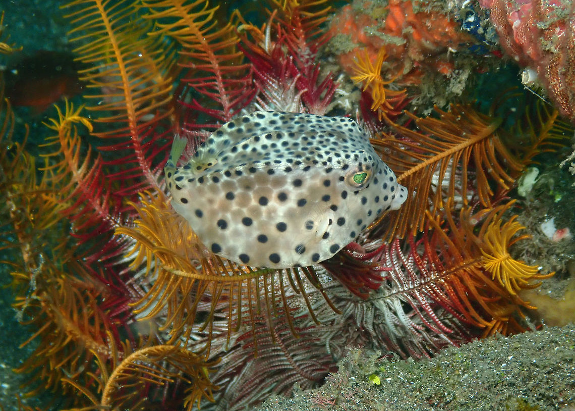 Shortnose Boxfish Juvenile - Rhynchostracion nasus Rojos, Lembeh. Geotagged,Indonesia,Ostracion nasus,Shortnose boxfish,Spring