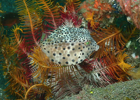 Shortnose Boxfish Juvenile - Rhynchostracion nasus Rojos, Lembeh. Geotagged,Indonesia,Ostracion nasus,Shortnose boxfish,Spring