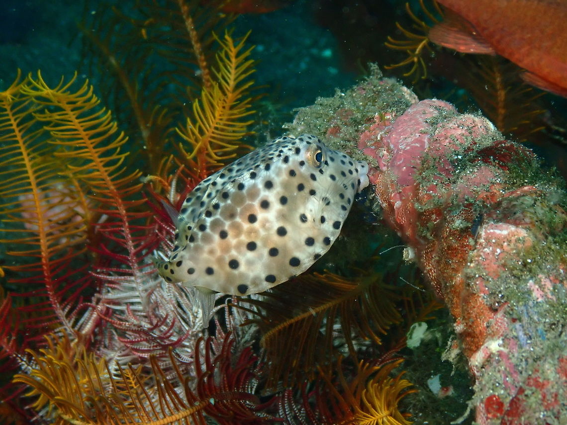 Shortnose Boxfish Juvenile - Rhynchostracion nasus Rojos, Lembeh.<br />
Let&#039;s kiss the reef! Geotagged,Indonesia,Ostracion nasus,Shortnose boxfish,Spring