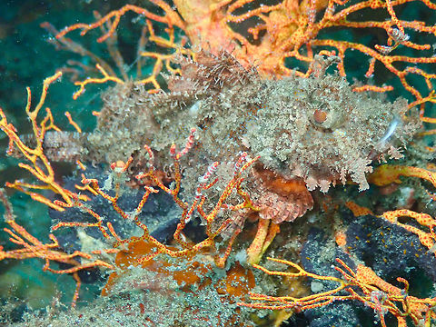 Scorpaenopsis venosa Rojos, Lembeh. Geotagged,Indonesia,Raggy Scorpionfish,Scorpaenopsis venosa,Spring