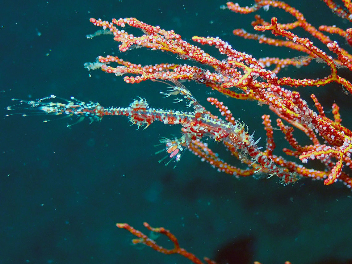 Solenostomus paradoxus Rojos, Lembeh.<br />
Very well camouflaged! Geotagged,Harlequin ghost pipefish,Indonesia,Solenostomus paradoxus,Spring