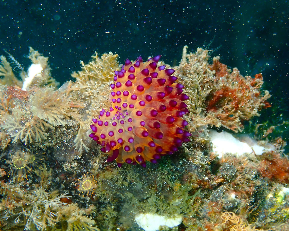 Janolus flavoanulatus Rojos, Lembeh. Geotagged,Indonesia,Janolus flavoanulatus,Janolus savinkini,Nudibranch Janolus flavoanulatus,Spring