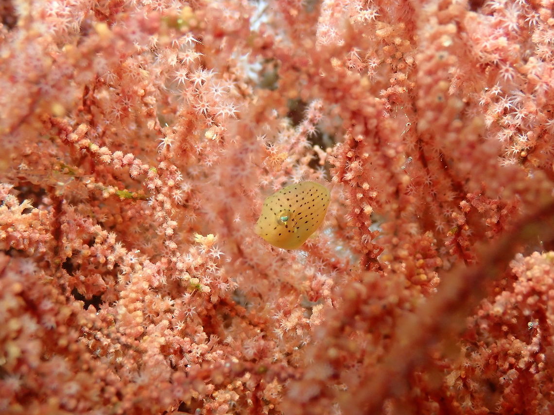 Taylor's Pygmy Leatherjacket - Brachaluteres taylori Nudi&#039;s Retreat, Lembeh.<br />
<figure class="photo"><a href="https://www.jungledragon.com/image/73119/taylors_pygmy_leatherjacket_-_brachaluteres_taylori.html" title="Taylor&#039;s Pygmy Leatherjacket - Brachaluteres taylori"><img src="https://s3.amazonaws.com/media.jungledragon.com/images/2298/73119_thumb.JPG?AWSAccessKeyId=05GMT0V3GWVNE7GGM1R2&Expires=1759968010&Signature=k3nGyEP6b9d4ciKXzZmvmqGBiYc%3D" width="200" height="150" alt="Taylor&#039;s Pygmy Leatherjacket - Brachaluteres taylori Nudi&#039;s Retreat, Lembeh. Brachaluteres taylori,Geotagged,Indonesia,Spring,Taylor&#039;s Pygmy Leatherjacket" /></a></figure> Brachaluteres taylori,Geotagged,Indonesia,Spring,Taylor's Pygmy Leatherjacket