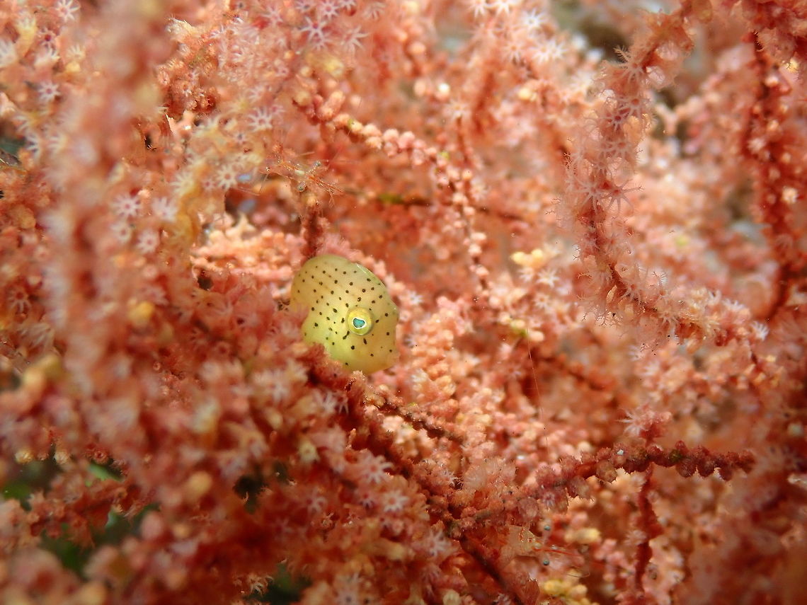 Taylor's Pygmy Leatherjacket - Brachaluteres taylori Nudi&#039;s Retreat, Lembeh. Brachaluteres taylori,Geotagged,Indonesia,Spring,Taylor's Pygmy Leatherjacket