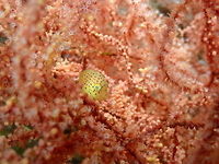 Taylor's Pygmy Leatherjacket - Brachaluteres taylori Nudi's Retreat, Lembeh. Brachaluteres taylori,Geotagged,Indonesia,Spring,Taylor's Pygmy Leatherjacket