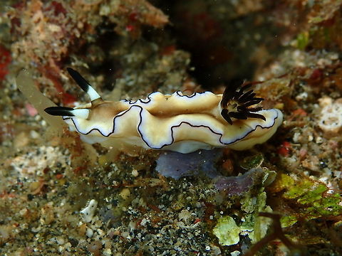 Doriprismatica sibogae Nudi's Retreat, Lembeh.
https://www.jungledragon.com/image/73121/doriprismatica_sibogae.html Doriprismatica sibogae,Geotagged,Indonesia,Spring