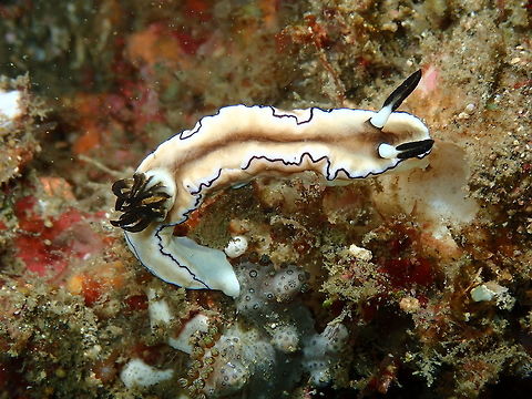 Doriprismatica sibogae Nudi's Retreat, Lembeh. Doriprismatica sibogae,Geotagged,Indonesia,Spring