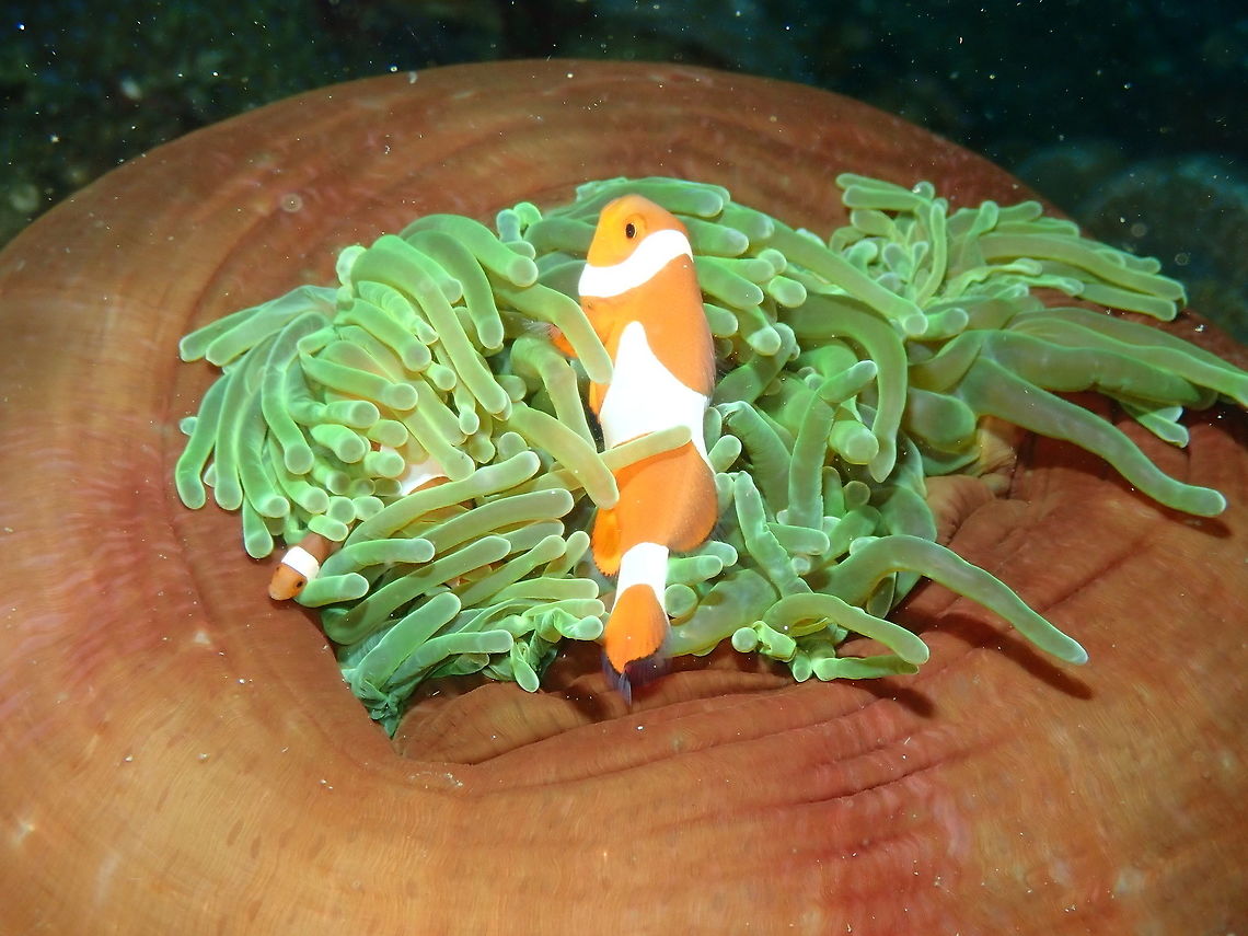 Ocellaris Clownfish - Amphiprion ocellaris Nudi&#039;s Retreat, Lembeh.<br />
<figure class="photo"><a href="https://www.jungledragon.com/image/73349/ocellaris_clownfish_-_amphiprion_ocellaris.html" title="Ocellaris Clownfish - Amphiprion ocellaris"><img src="https://s3.amazonaws.com/media.jungledragon.com/images/2298/73349_thumb.JPG?AWSAccessKeyId=05GMT0V3GWVNE7GGM1R2&Expires=1759968010&Signature=mk50VwJeO8%2BxK9tfAAKPTsXHfao%3D" width="200" height="150" alt="Ocellaris Clownfish - Amphiprion ocellaris Nudi&#039;s Retreat,Lembeh.<br />
I think the one on the left may have one of these tongue copepod parasites... Amphiprion ocellaris,Geotagged,Indonesia,Ocellaris Clownfish,Spring" /></a></figure><br />
<figure class="photo"><a href="https://www.jungledragon.com/image/73350/anemone_heteractis_magnifica.html" title="Anemone Heteractis magnifica"><img src="https://s3.amazonaws.com/media.jungledragon.com/images/2298/73350_thumb.JPG?AWSAccessKeyId=05GMT0V3GWVNE7GGM1R2&Expires=1759968010&Signature=LKe%2FSI46z83FEaLqOkhUFy3A6cQ%3D" width="200" height="150" alt="Anemone Heteractis magnifica Nudi&#039;s retreat, Lembeh.<br />
This is to also make justice to the hosting anemone :-) Geotagged,Heteractis magnifica,Indonesia,Spring" /></a></figure> Amphiprion ocellaris,Geotagged,Indonesia,Ocellaris Clownfish,Spring