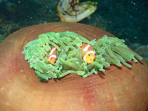 Ocellaris Clownfish - Amphiprion ocellaris Nudi's Retreat,Lembeh.
I think the one on the left may have one of these tongue copepod parasites... Amphiprion ocellaris,Geotagged,Indonesia,Ocellaris Clownfish,Spring