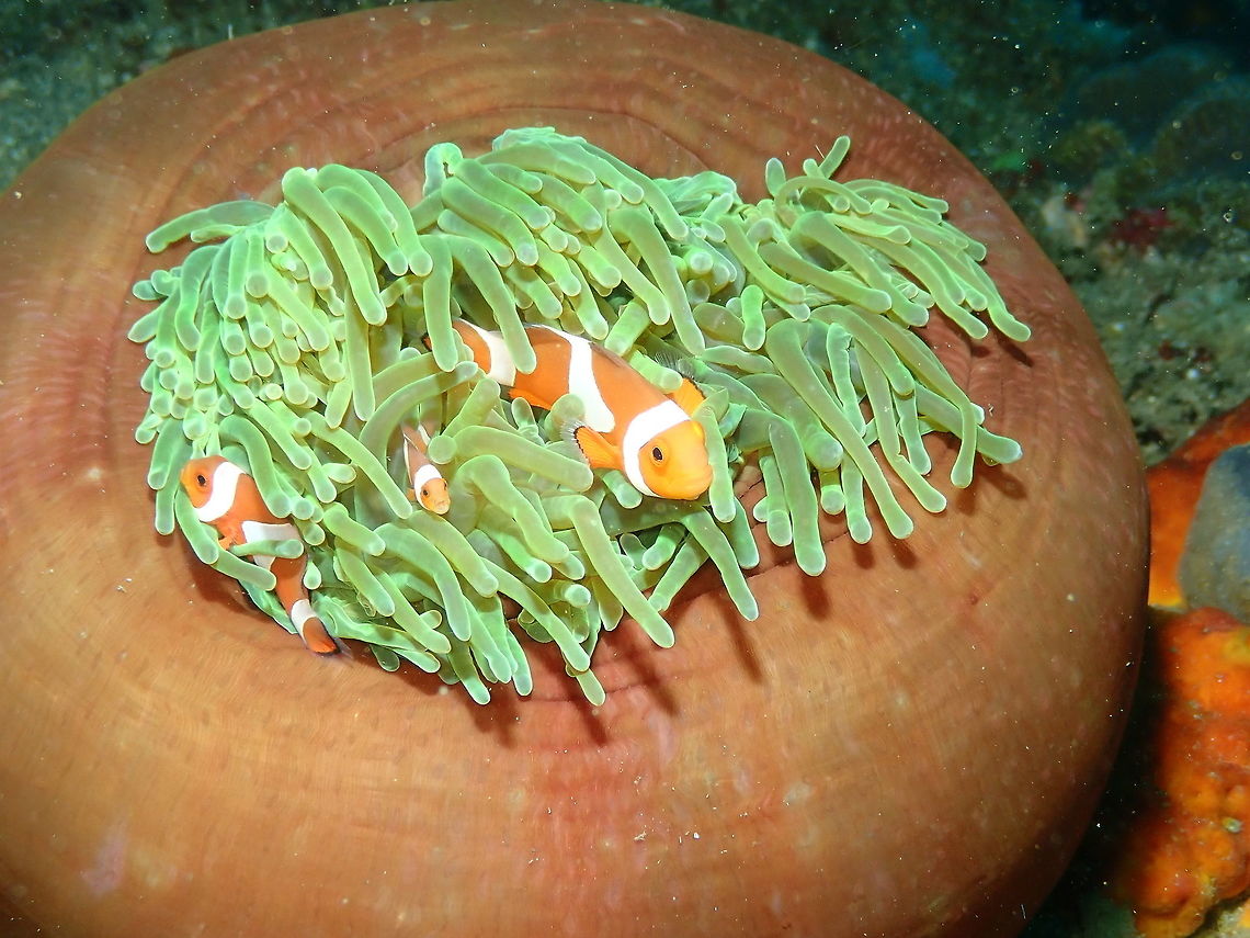 Anemone Heteractis magnifica Nudi&#039;s retreat, Lembeh.<br />
This is to also make justice to the hosting anemone :-) Geotagged,Heteractis magnifica,Indonesia,Spring