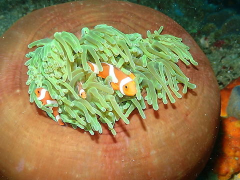 Anemone Heteractis magnifica Nudi's retreat, Lembeh.
This is to also make justice to the hosting anemone :-) Geotagged,Heteractis magnifica,Indonesia,Spring