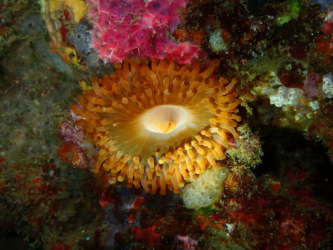 Hoplites corallimorph, Paracorynactis hoplites Nudi&#039;s Retreat, Lembeh. Geotagged,Hoplites Corallimorph,Indonesia,Paracorynactis hoplites,Spring