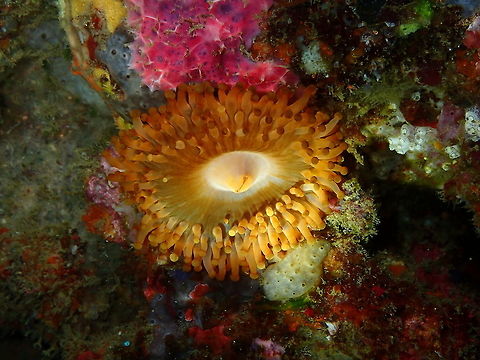 Hoplites corallimorph, Paracorynactis hoplites Nudi's Retreat, Lembeh. Geotagged,Hoplites Corallimorph,Indonesia,Paracorynactis hoplites,Spring
