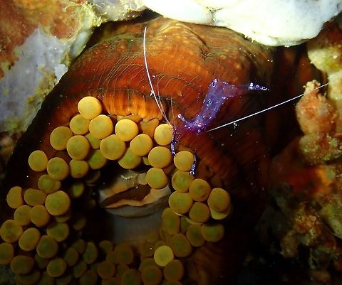 Ancylomenes saravasti on its host corallimorph, Paracorynactis hoplites Nudi's Retreat, Lembeh.
 Geotagged,Hoplites Corallimorph,Indonesia,Paracorynactis hoplites,Spring