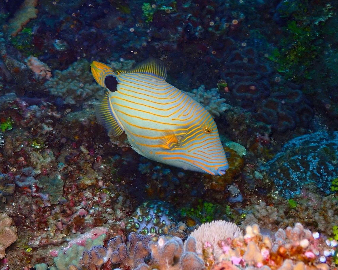 Orange-lined triggerfish - Balistapus undulatus Nudi's Retreat, Lembeh. Balistapus undulatus,Geotagged,Indonesia,Orange-lined triggerfish,Spring
