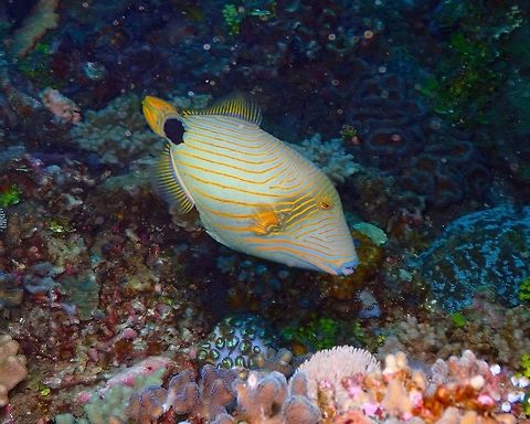Orange-lined triggerfish - Balistapus undulatus Nudi's Retreat, Lembeh. Balistapus undulatus,Geotagged,Indonesia,Orange-lined triggerfish,Spring