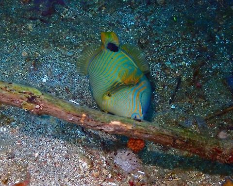 Orange-lined triggerfish - Balistapus undulatus Nudi's Retreat, Lembeh. Balistapus undulatus,Geotagged,Indonesia,Orange-lined triggerfish,Spring