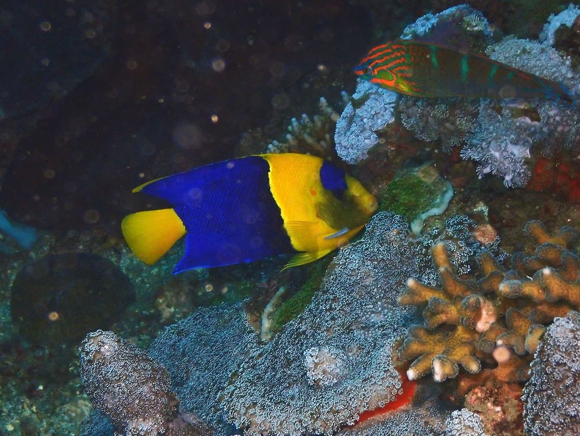 Bicolor Angelfish - Centropyge bicolor Nudi&#039;s Retreat, Lembeh. Bicolor angelfish,Centropyge bicolor,Geotagged,Indonesia,Spring