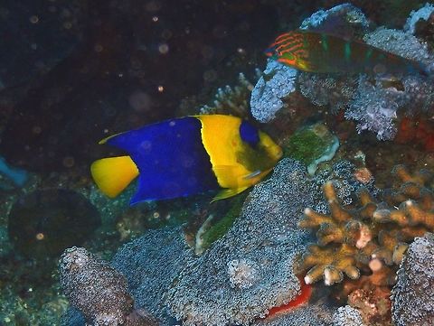 Bicolor Angelfish - Centropyge bicolor Nudi's Retreat, Lembeh. Bicolor angelfish,Centropyge bicolor,Geotagged,Indonesia,Spring