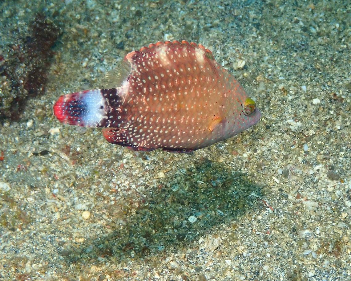 Floral Wrasse - Cheilinus chlorourus Nudi&#039;s Retreat, Lembeh. Cheilinus chlorourus,Floral Wrasse,Geotagged,Indonesia,Spring