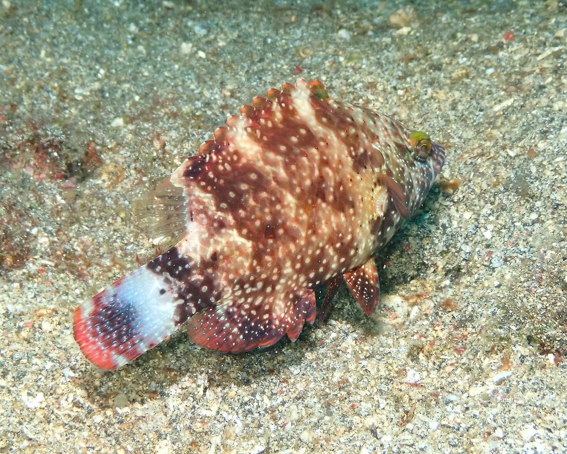 Floral Wrasse - Cheilinus chlorourus Nudi&#039;s Retreat, Lembeh. Cheilinus chlorourus,Floral Wrasse,Geotagged,Indonesia,Spring