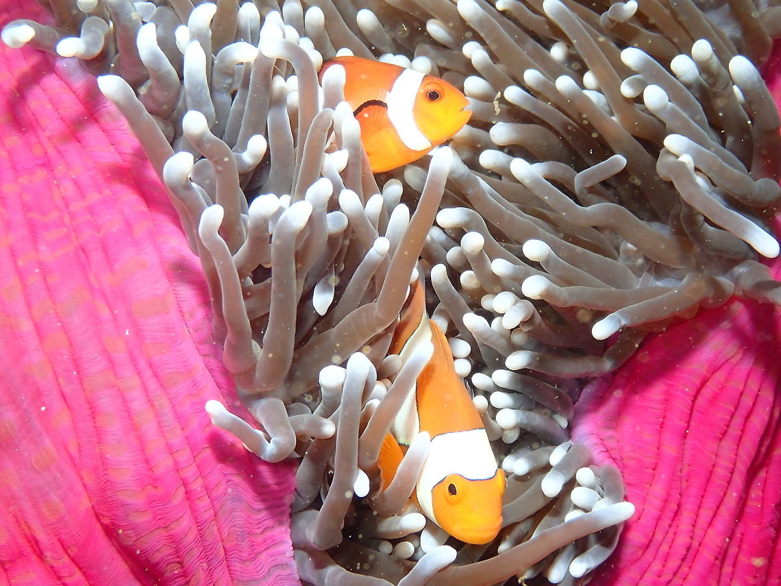 Amphiprion ocellaris Nudi's Retreat, Lembeh.<br />
<figure class="photo"><a href="https://www.jungledragon.com/image/73715/amphiprion_ocellaris.html" title="Amphiprion ocellaris"><img src="https://s3.amazonaws.com/media.jungledragon.com/images/2298/73715_thumb.JPG?AWSAccessKeyId=05GMT0V3GWVNE7GGM1R2&Expires=1770854410&Signature=ZvXSsDVOC3FKAgLm%2B5Mzwq5WbyE%3D" width="200" height="150" alt="Amphiprion ocellaris Nudi's Retreat. Lembeh. Amphiprion ocellaris,Geotagged,Indonesia,Ocellaris Clownfish,Spring" /></a></figure><br />
<figure class="photo"><a href="https://www.jungledragon.com/image/73717/heteractis_magnifica.html" title="Heteractis magnifica"><img src="https://s3.amazonaws.com/media.jungledragon.com/images/2298/73717_thumb.JPG?AWSAccessKeyId=05GMT0V3GWVNE7GGM1R2&Expires=1770854410&Signature=vTZgtznCK6hLTFkm6eTkeqVUHC0%3D" width="124" height="152" alt="Heteractis magnifica Nudi's Retreat. First the clownfishes and then the beautiful host anemone: one of several pink things that I saw in this dive! Geotagged,Heteractis magnifica,Indonesia,Spring" /></a></figure> Amphiprion ocellaris,Geotagged,Indonesia,Ocellaris Clownfish,Spring