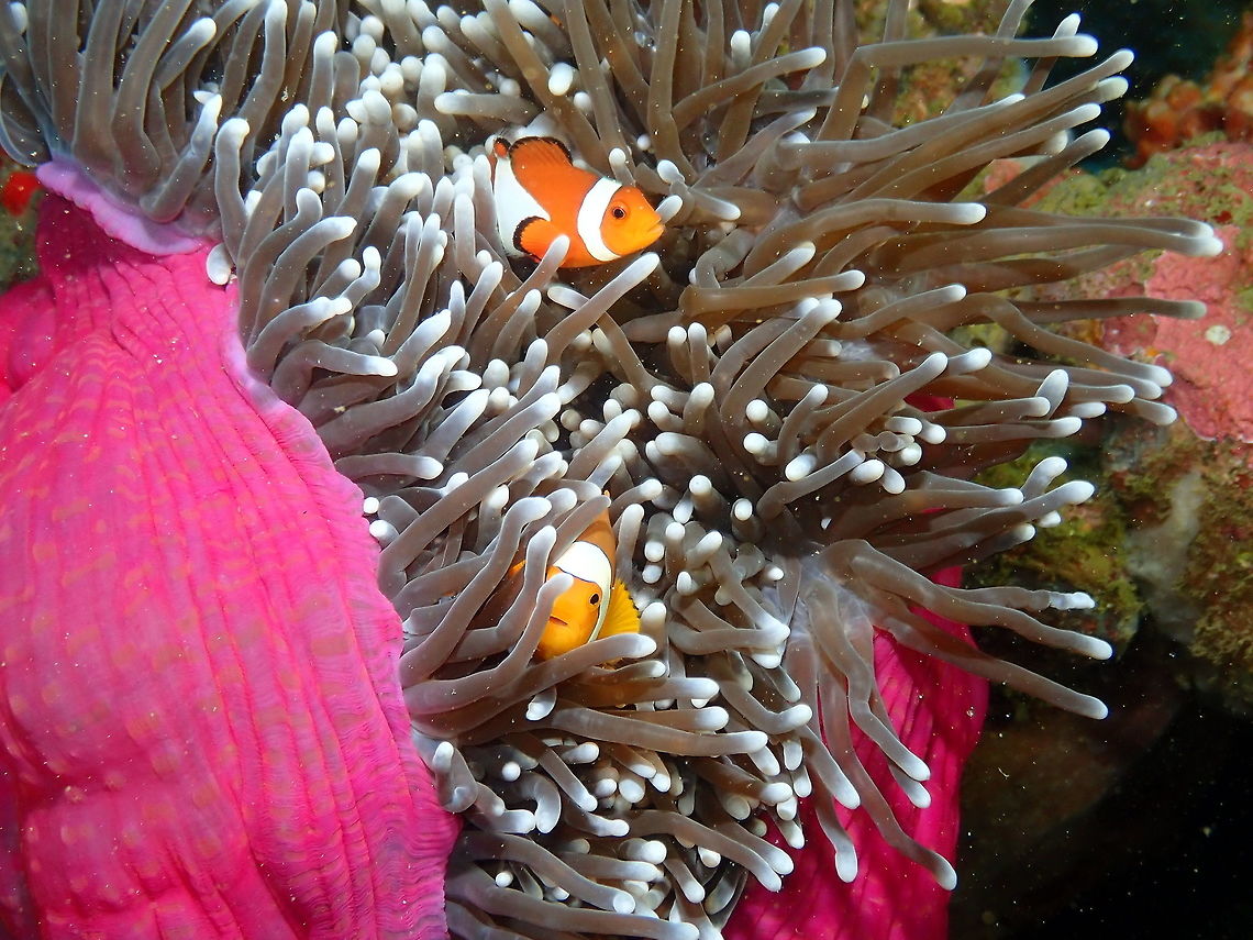 Amphiprion ocellaris Nudi&#039;s Retreat. Lembeh. Amphiprion ocellaris,Geotagged,Indonesia,Ocellaris Clownfish,Spring