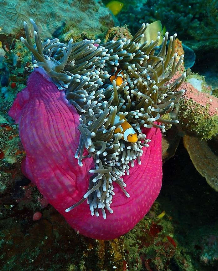 Heteractis magnifica Nudi&#039;s Retreat. First the clownfishes and then the beautiful host anemone: one of several pink things that I saw in this dive! Geotagged,Heteractis magnifica,Indonesia,Spring