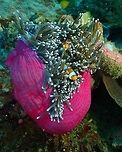 Heteractis magnifica Nudi's Retreat. First the clownfishes and then the beautiful host anemone: one of several pink things that I saw in this dive! Geotagged,Heteractis magnifica,Indonesia,Spring