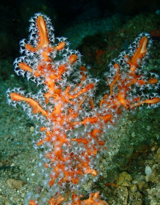 Solenocaulon akalyx Nudi&#039;s Retreat, Lembeh. Geotagged,Indonesia,Solenocaulon akalyx,Spring