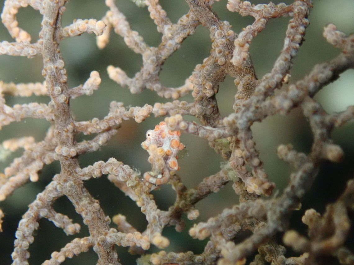 Pygmy Seahorse - Hippocampus bargibanti Nudi&#039;s Retreat, Lembeh. Smaller than the one posted a while ago, and not pink but same color as its gorgonian. Geotagged,Hippocampus bargibanti,Indonesia,Pygmy seahorse,Spring