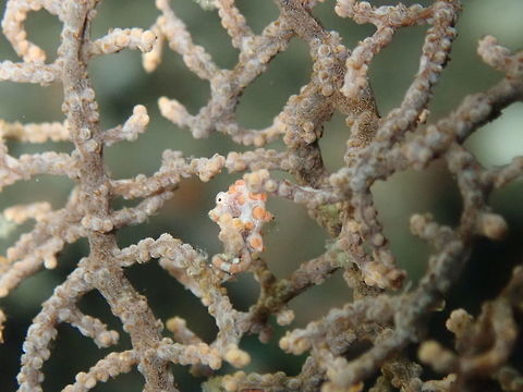 Pygmy Seahorse - Hippocampus bargibanti Nudi's Retreat, Lembeh. Smaller than the one posted a while ago, and not pink but same color as its gorgonian. Geotagged,Hippocampus bargibanti,Indonesia,Pygmy seahorse,Spring
