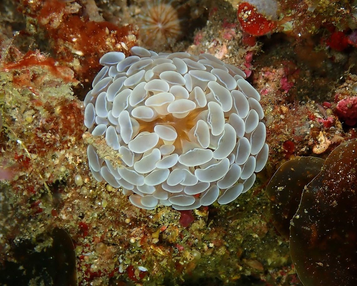 Euphyllia paraancora Nudi&#039;s Retreat, Lembeh. Branching Hammer coral,Euphyllia paraancora,Geotagged,Indonesia,Spring