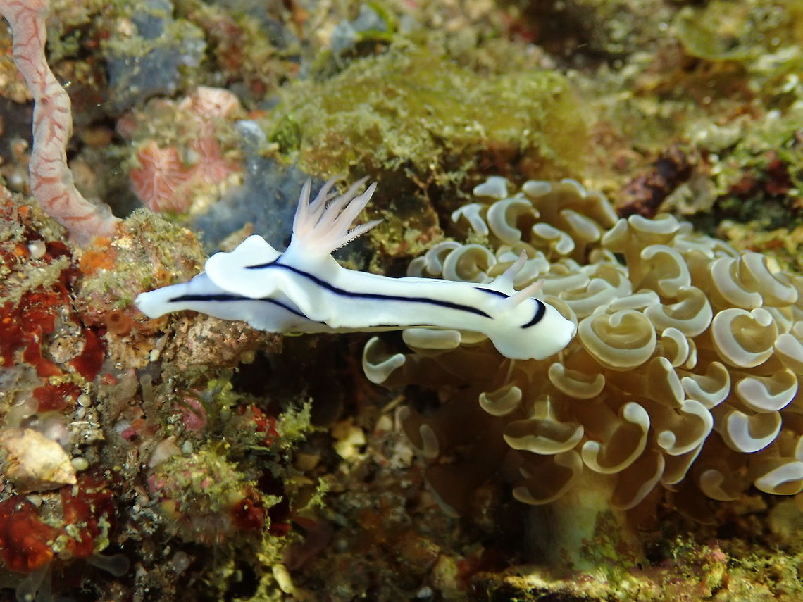 Chromodoris lochi Nudi's Retreat, Lembeh. Chromodoris lochi,Geotagged,Indonesia,Loch's Chromodoris,Spring