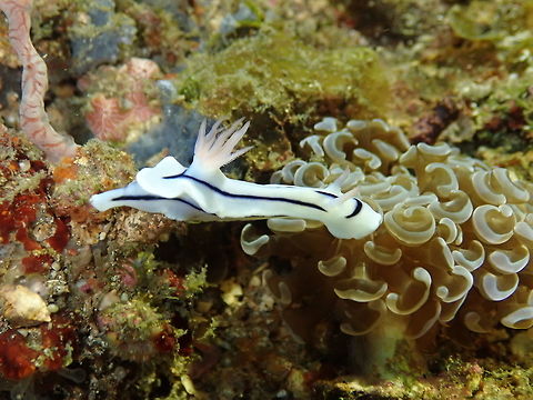 Chromodoris lochi Nudi's Retreat, Lembeh. Chromodoris lochi,Geotagged,Indonesia,Loch's Chromodoris,Spring