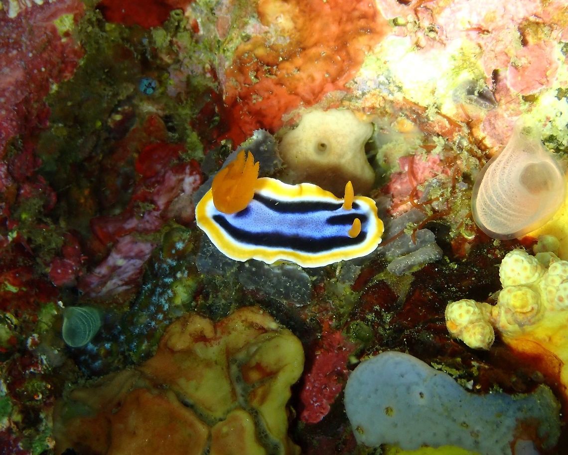 Chromodoris annae Nudi&#039;s Retreat, Lembeh. Anna's Chromodoris,Chromodoris annae,Geotagged,Indonesia,Spring