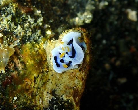 Chromodoris dianae Nudi's Retreat, Lembeh. Chromodoris dianae,Geotagged,Indonesia,Spring
