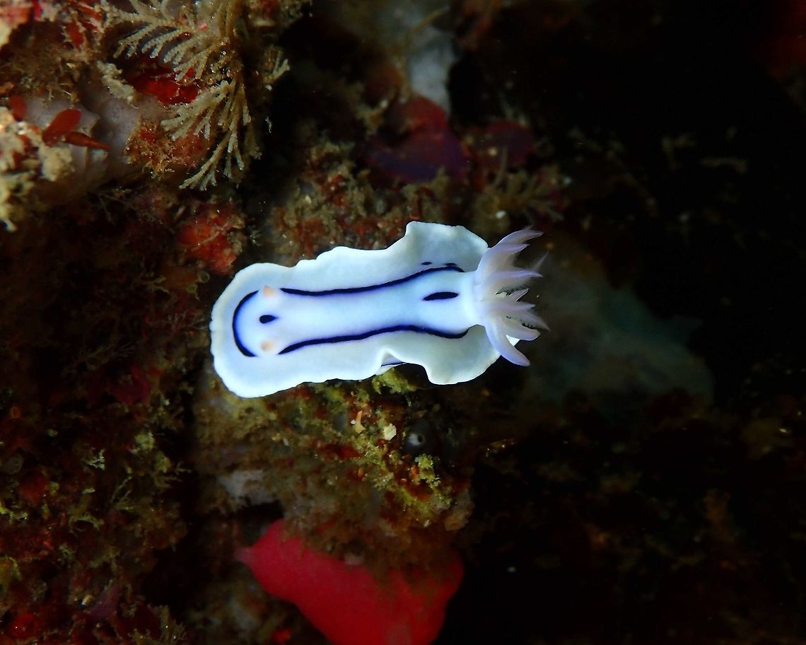 Chromodoris lochi Nudi's Retreat, Lembeh. Chromodoris lochi,Geotagged,Indonesia,Loch's Chromodoris,Spring