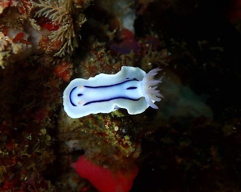 Chromodoris lochi Nudi's Retreat, Lembeh. Chromodoris lochi,Geotagged,Indonesia,Loch's Chromodoris,Spring